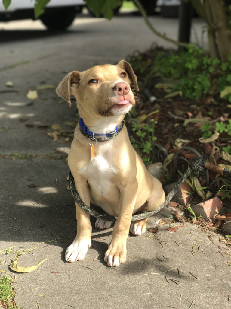 A pitbull labrador mix puppy from Copper's Dream Rescue.