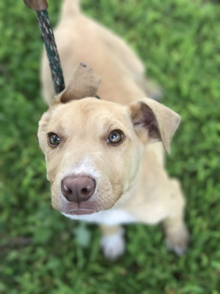 A pitbull labrador mix puppy.