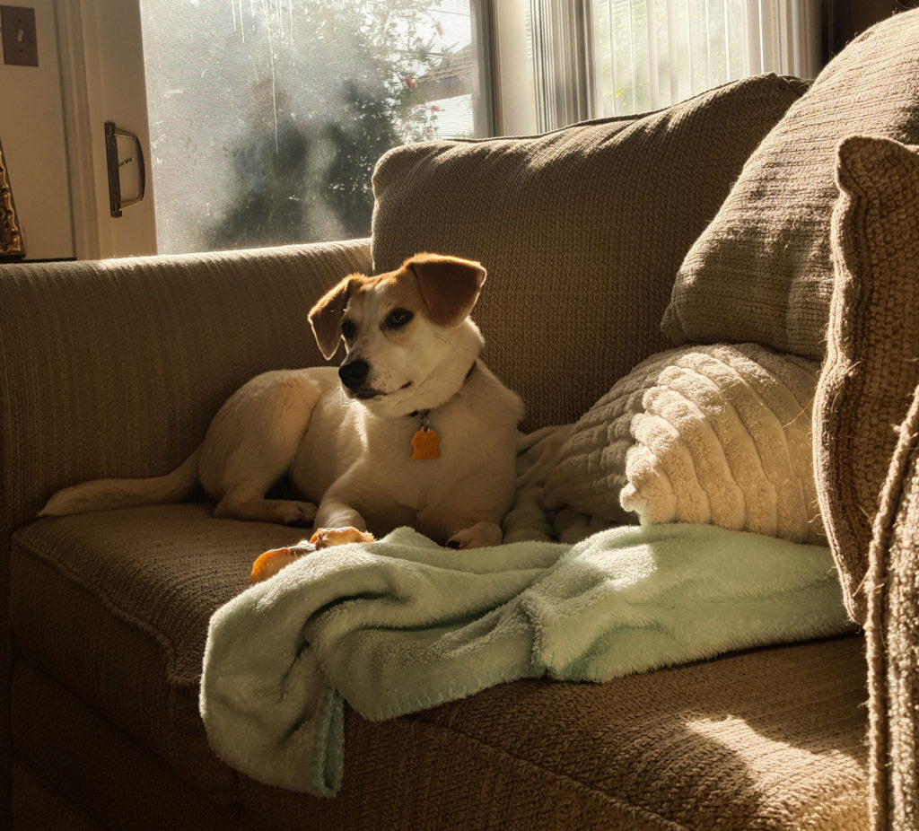 A beagle lab mix lounges in her foster home.