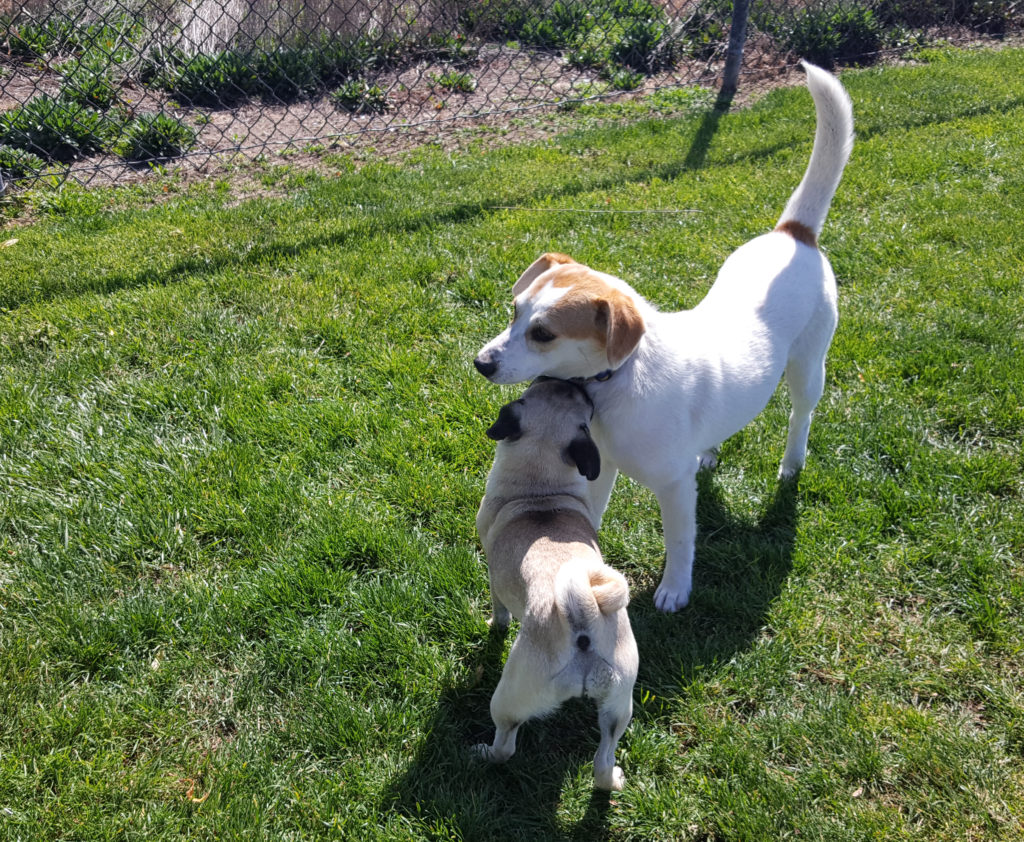 A beagle lab mix and a pug puppy at the dog park.