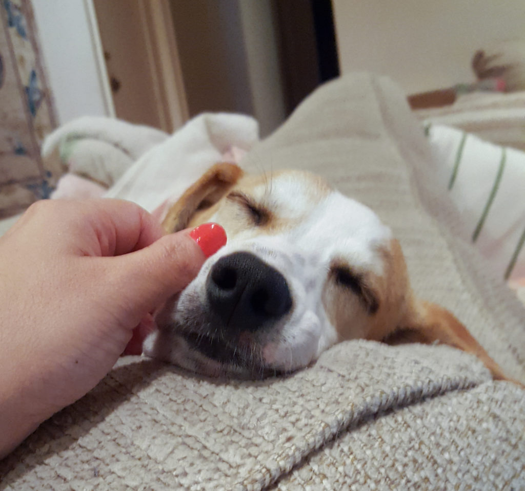 A rescue dog in foster care sleeping.