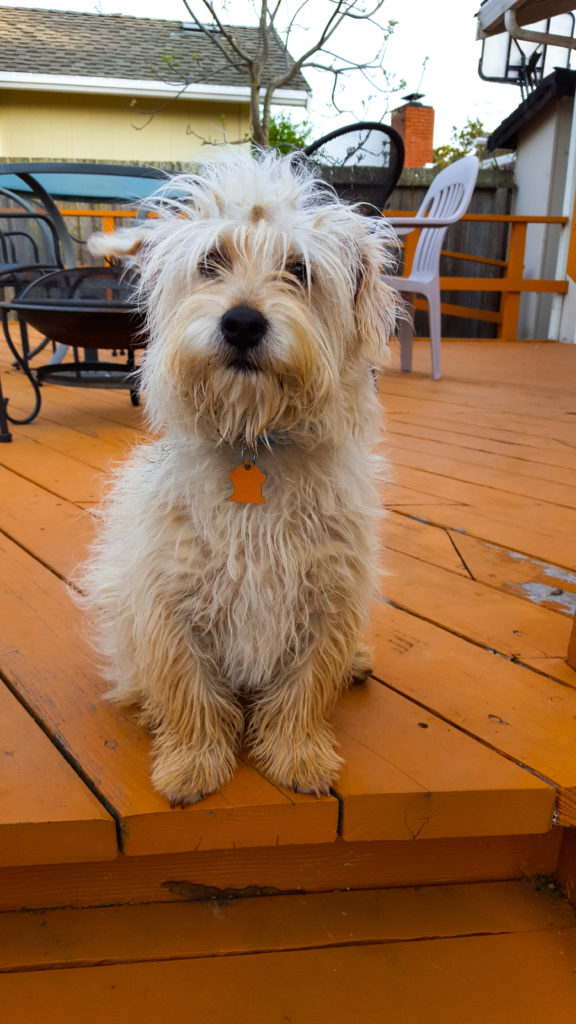 A scruffy terrier in foster care before his mats were shaved.
