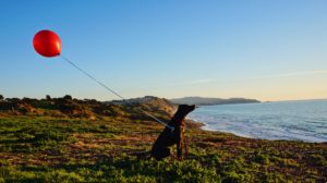 Dog with a balloon at Fort Funston.
