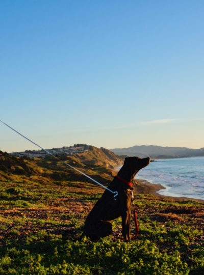 Dog with a balloon at Fort Funston.